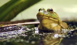爆料牛蛙视频大全下载,热门下载内容大汇总
